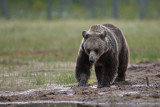 Brown Bears Finland