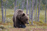 Brown Bears Finland