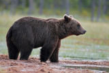 Brown Bears Finland