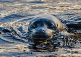 Common Seal 