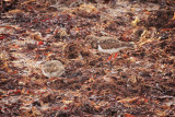 Turnstones