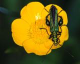 Male False Oil Beetle