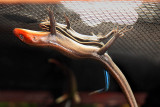 Five Lined Skink