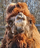 Baktrian Camel Spit