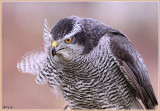 Northern Goshawk