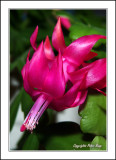 Christmas Cactus.