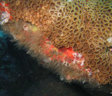 Corais da Laje 1