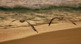 Twilight gulls.JPG