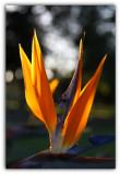 Bird of paradise 4.jpg