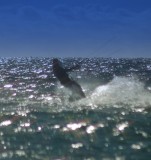 DSC_0014.JPG