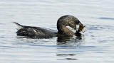 Pied Billed Grebe w Crawfish.jpg