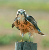 Swainson Hawk 3.jpg