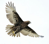 Red-tailed Hawk