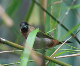 Vitgumpmunia, ssp. swinhoei