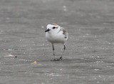 White-faced Plover