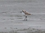 Malaysian Plover