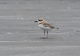 Malaysian Plover