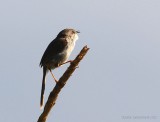 Grbrstad prinia