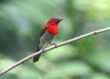 Crimson Sunbird, male