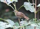 Pin-striped Tit Babbler connectens