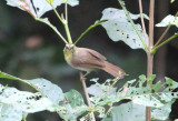 Pin-striped Tit Babbler connectens