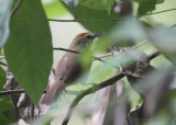 Pin-striped Tit Babbler connectens