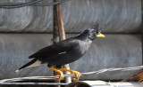 White-vented Myna