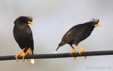 White-vented Myna