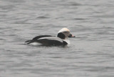 Long-tailed Duck