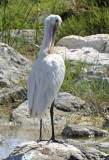 Eurasian Spoonbill