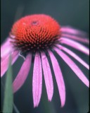 cone flower2.jpg