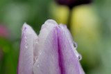 Tulip2_000.jpg