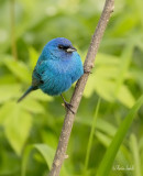_40C4957 Passerin indigo pte pele.jpg