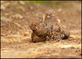 _40C7469 Tetras femelle bain de sable Parent Abitibi.jpg