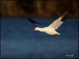 _40C0311 Oies des neiges Victoriaville.jpg