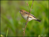 _40C4964 Passerin indigo femelle.jpg