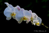   White Orchid 