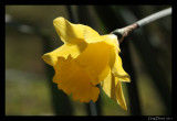 Daffodil #1