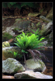 Fern On River Stones