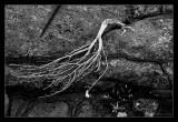 Driftwood in B&W