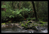 Second River Ferns On Riverbank