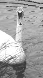 Swan with Reeds (Black & White)