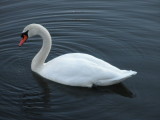 Swan on Christmas Eve