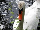 Swan Portrait with Vine