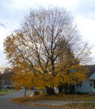 Almost bare tree