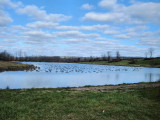 Birds on Pond