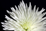 white flower in close up