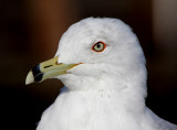 Gull portrait