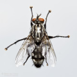 Common flesh fly (Sarcophaga carnaria)