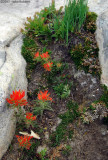 Mountain Paint Brush